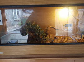 Corn snakes and vivs  for sale