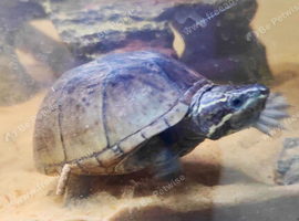 MUSK TURTLES FOR SALE - MALE & FEMALE