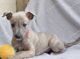 KC reg - Blue Brindle Boy