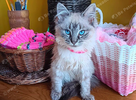 Seal Linx Ragdoll Female for sale.