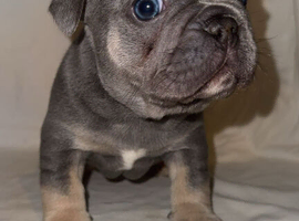 French bulldog puppies