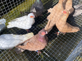 English barb