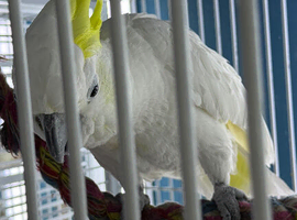Male sulphur crested cockatoo