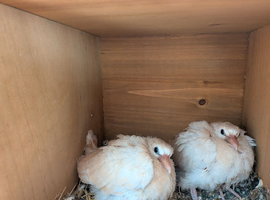 Beautiful Magician,s Doves (Java Dove,s)
