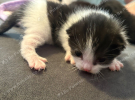2 kittens looking for forever home in Rotherham
