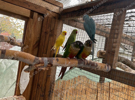 Semi tanned breeding pair conures
