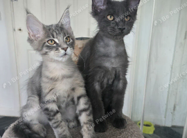 Maine coon kittens