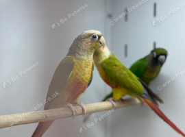 Conure