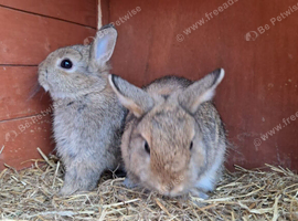 Bunnies for sale