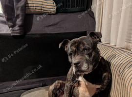 Staffy for rehoming