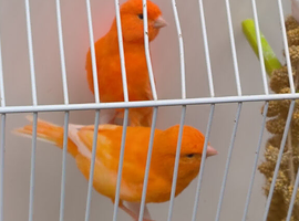 Red Factor canaries. Male and female.