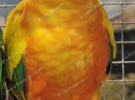 Baby Sun Conure