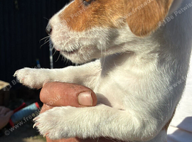 Jack RussellPups