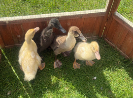 2 x white Campbell and 2 x Indian runner ducklings