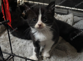 4 beautiful kittens