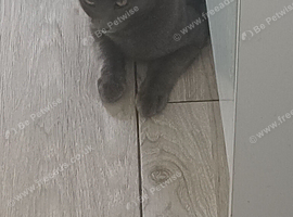 6 month old male
