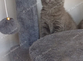 BSH Kitten READY TOMMOROW!