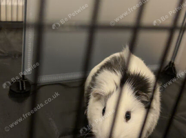 3month old guinea pig needs going ASAP