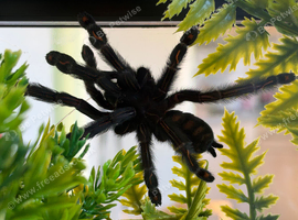 4 Female tarantulas!