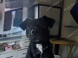 Looking to rehome my puppy