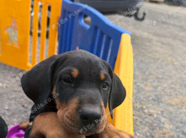 Stunning Dobermann X Huntaway Puppies