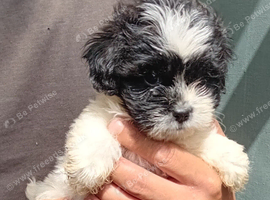 Tiny Jackapooshih pups available