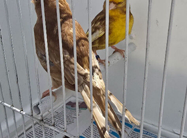 BEAUTIFUL PROVEN PAIR PHAEO CANARIES