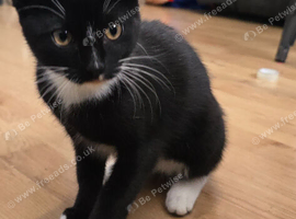 15 week old female kitten