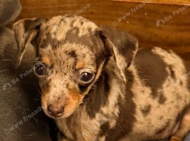 Chihuahua x dachshund chiweenies