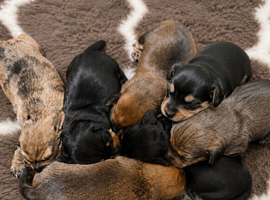 Miniature dachshunds - KC Registered