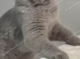 Betiful girls British shorthair