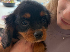 KC & DNA parents . Cavalier  puppies
