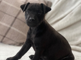 Patterdale x Lakeland terrier pups 1 girl left