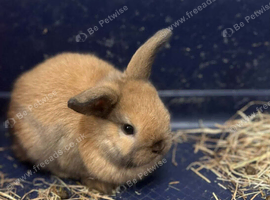 One Gorgeous Mini Lop Baby