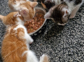 2 beautiful kittens