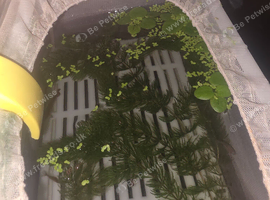 Hog wart plants