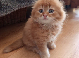 Kittens ready for rehoming