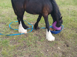 Yearling cob colt
