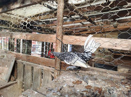 Silver seabright.....breeding pair