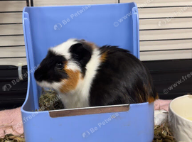 Two female guinea pigs