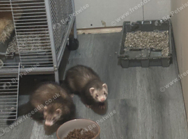 2 male 13 week old ferrets