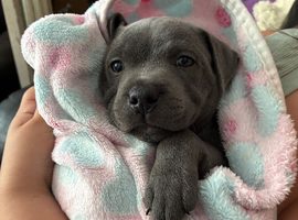 Beautiful KC registered Blue Staffordshire bull terriers