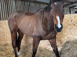 5 year old bay gelding