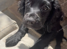 1 out of 7 of our beautiful litter of Sprockers left.