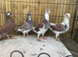 Top line racing pigeons for sale in Birmingham