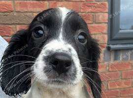 Ess puppies