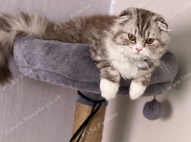 British shorthair cross Scottish fold