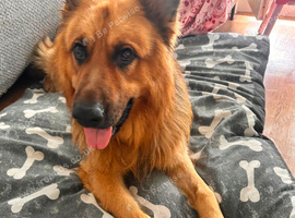 German shepherd