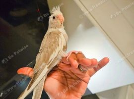 Hand reared baby cockatiels looking for new homes