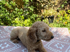 Female small cockapoo